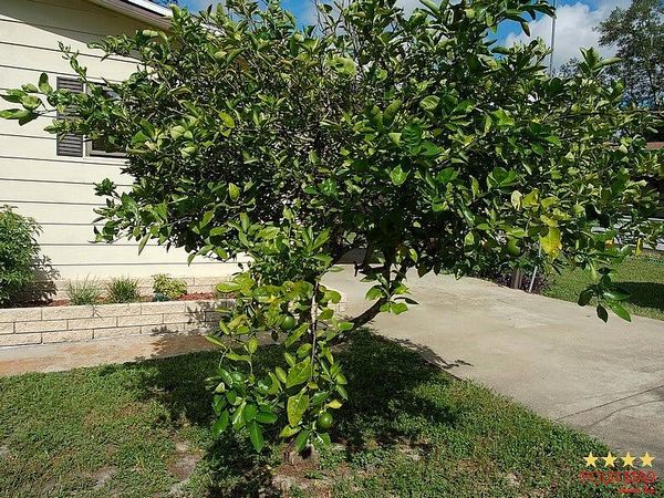 381 Greenhedge Dr, Orange City FL 32763
