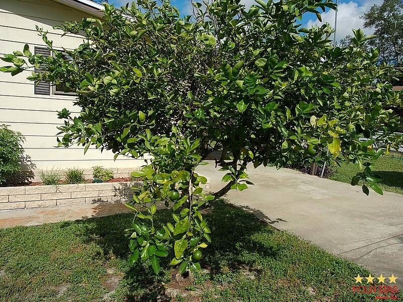 381 Greenhedge Dr, Orange City FL – photo 39